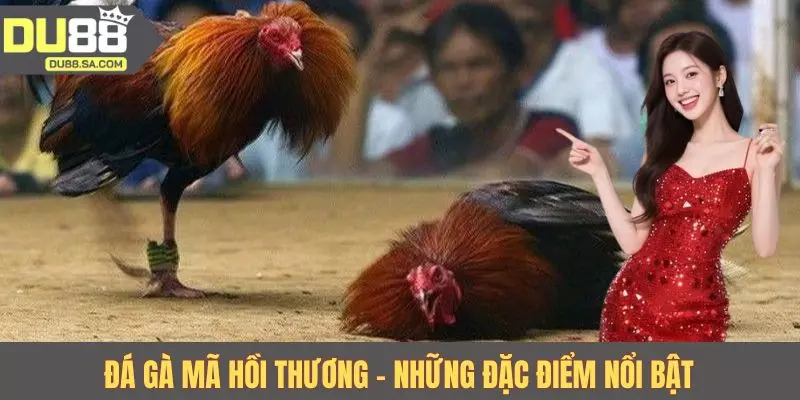 Đá gà mã hồi thương - Những đặc điểm nổi bật 