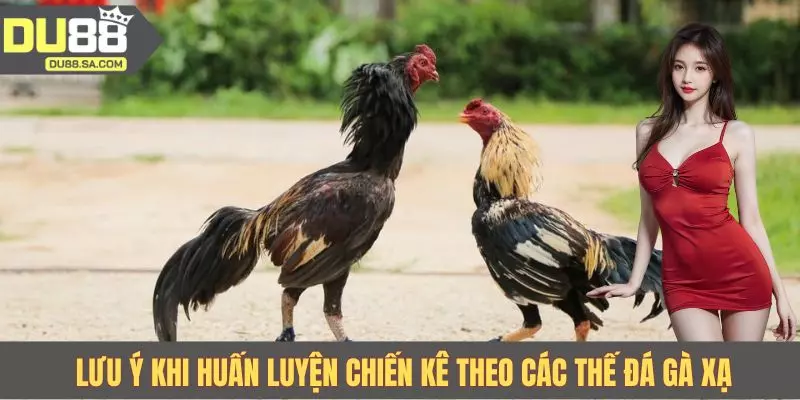 Lưu ý khi huấn luyện chiến kê theo các thế đá gà xạ 